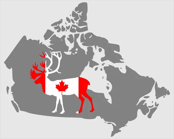Канадський Карібу — стокове фото