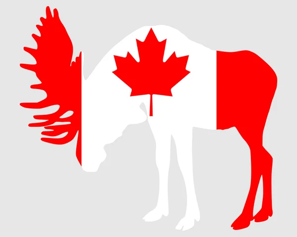 Лось под флагом Канады — стоковое фото
