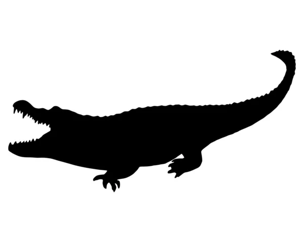 Svart alligator — Stockfoto