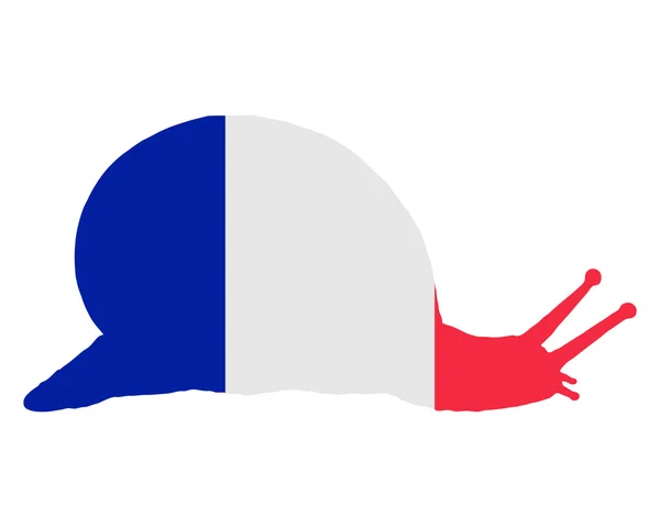 Lesma francesa — Fotografia de Stock