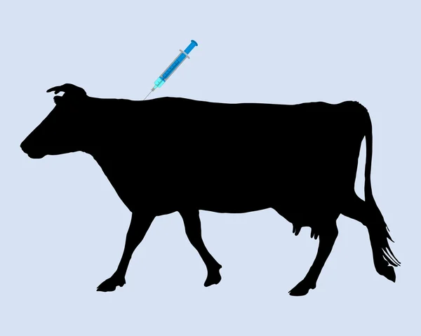 Корова получает прививку от синюю болезнь языка — стоковое фото