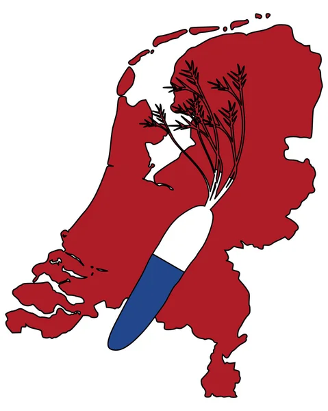 Nizozemský mrkev — Stock fotografie