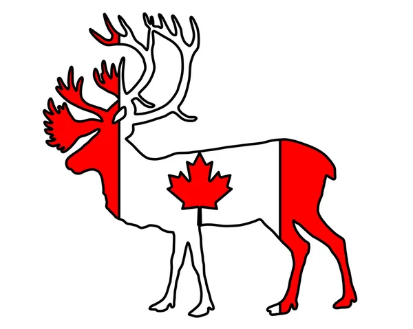 加拿大北美驯鹿 — 图库照片