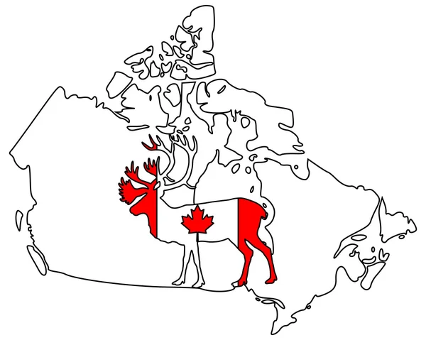 Kanadensiska caribou — Stockfoto