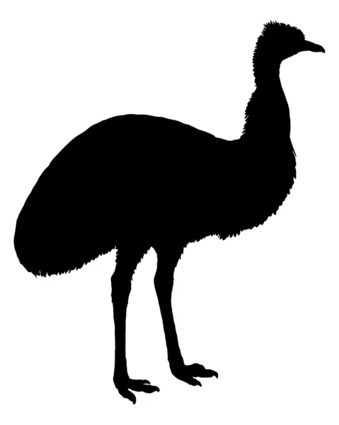 Svart emu — Stockfoto