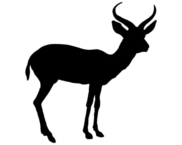 Schwarze Antilope — Stockfoto