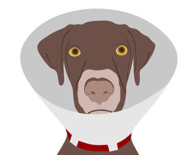 Dog with ruff clipart