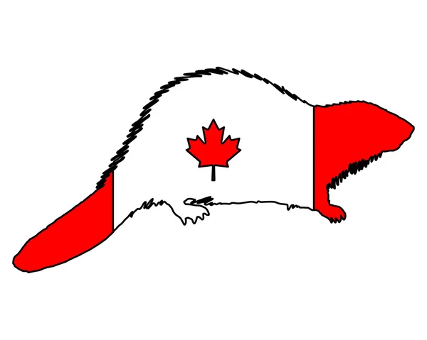 加拿大海狸 — 图库照片