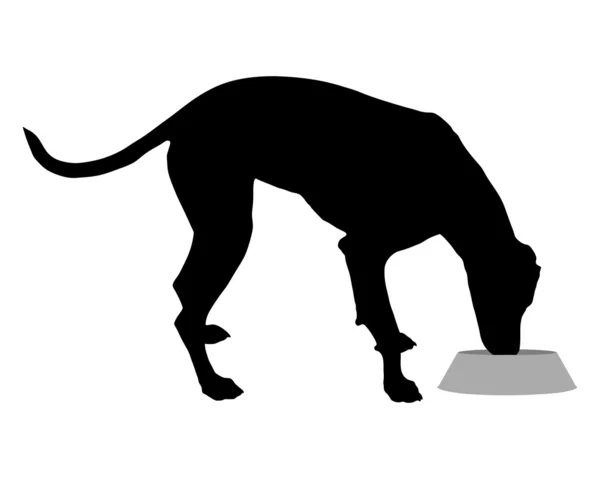 Dog with feeding dish — Stock Photo, Image
