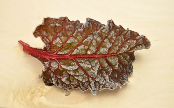 Detailed but simple image of iced Red chard — Stock Photo, Image