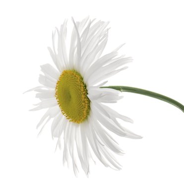 Leucanthemum