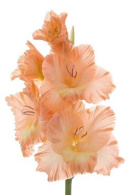 Gladiolus clipart