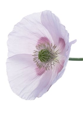 Poppy clipart