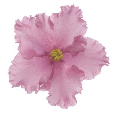 African violet clipart