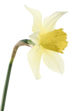 Daffodil clipart