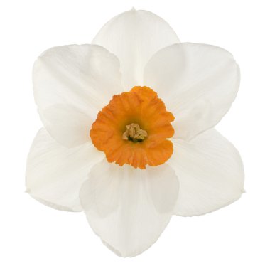 Daffodil clipart