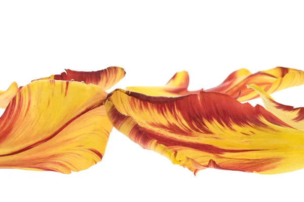 Лепестки тюльпанов — стоковое фото