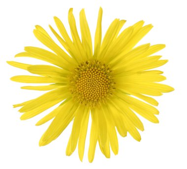 Doronicum clipart