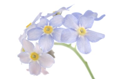 Forget-me-not clipart