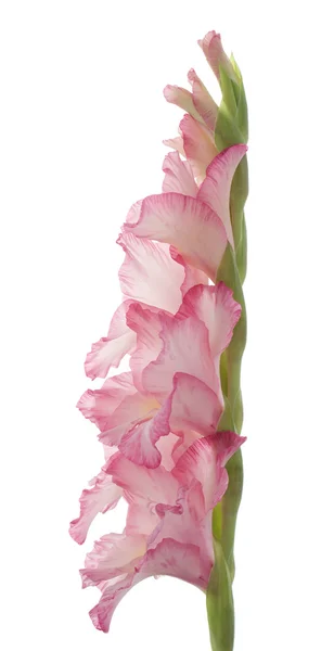 stock image Gladiolus