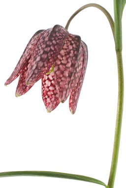 Fritillary