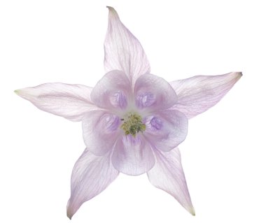 Columbine