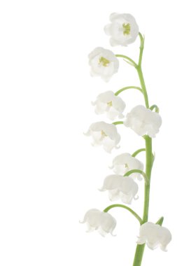 Lily Of The Valley clipart