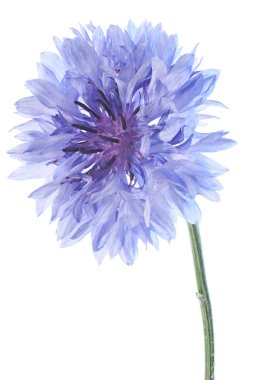 Cornflower clipart