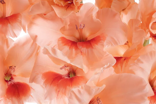 stock image Gladiolus