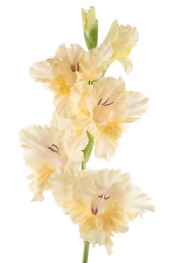 Gladiolus clipart