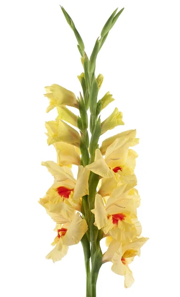 Gladiolus - Stock-foto