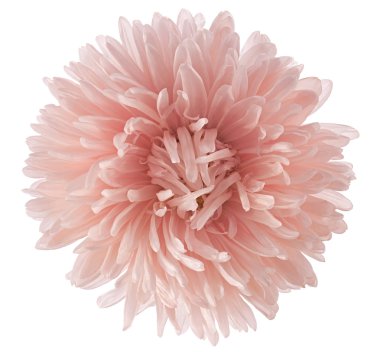 China aster clipart