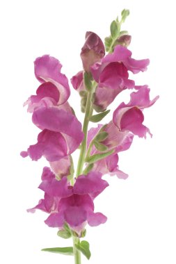 Snapdragon clipart