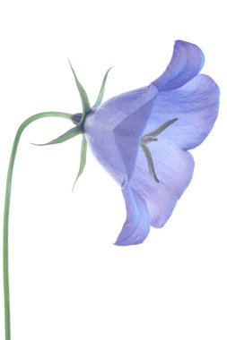 Bellflower