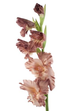 Gladiolus clipart