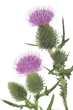 Thistle clipart