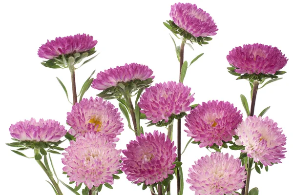 stock image China aster