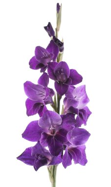 Gladiolus clipart