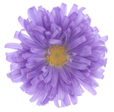 Çin aster