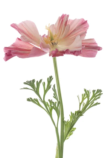 Stock image Eschscholzia