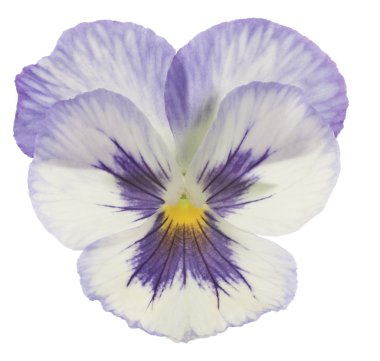 Pansy clipart