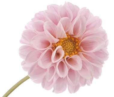 Dahlia clipart