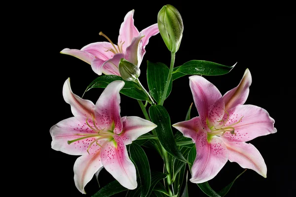 stock image Lilies