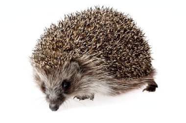 Hedgehog clipart