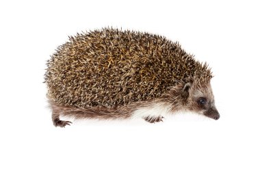 Hedgehog clipart