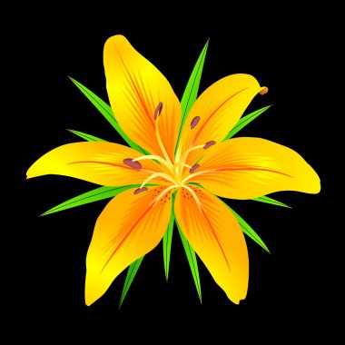 Lilium clipart