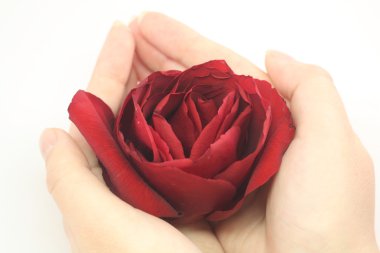 Woman's hands holding a flower clipart