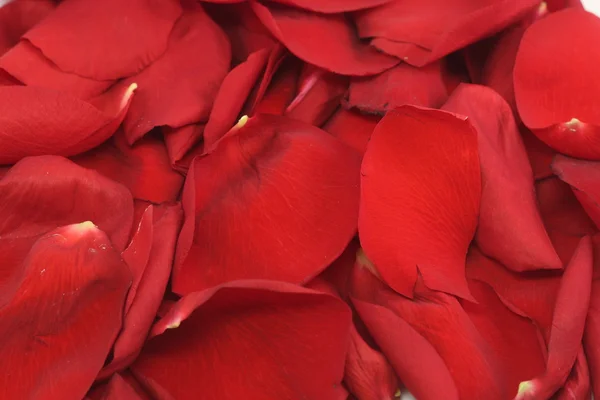 红色的玫瑰花瓣的背景 — 图库照片