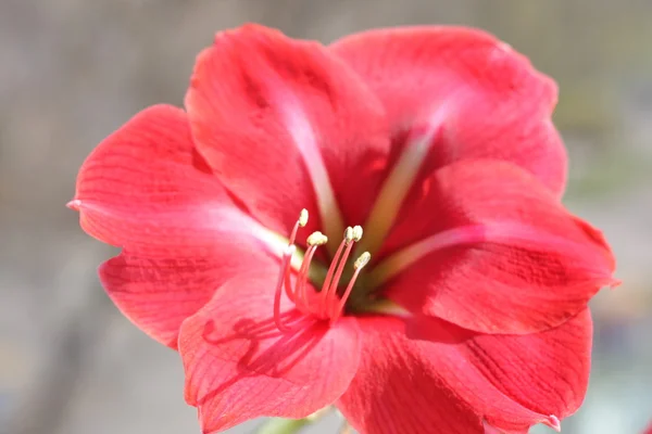 Ercik ile büyük güzel bir kırmızı çiçek — Stok fotoğraf