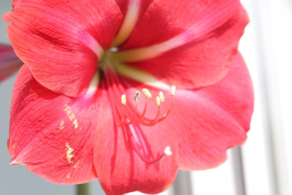 Big beautiful red flower with stamen — Stock Photo, Image